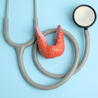 Plastic model of healthy thyroid and stethoscope.